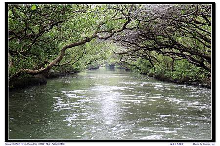 四草綠色隧道