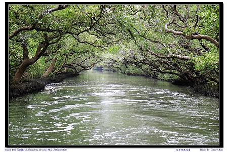 四草綠色隧道