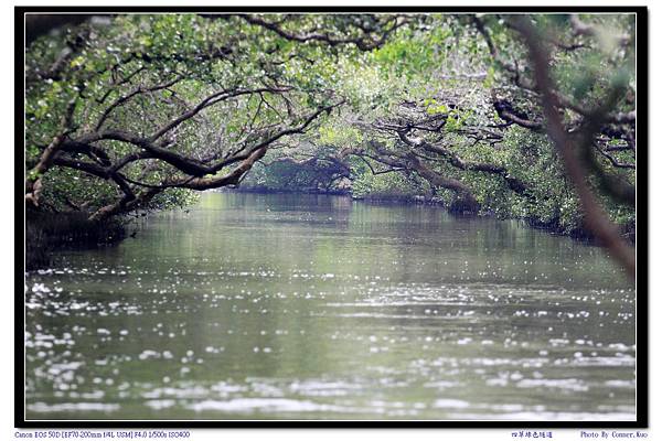 四草綠色隧道