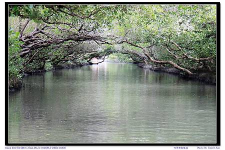 四草綠色隧道