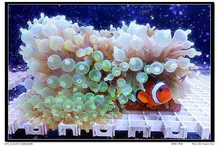 珊瑚小學堂 珊瑚小學堂