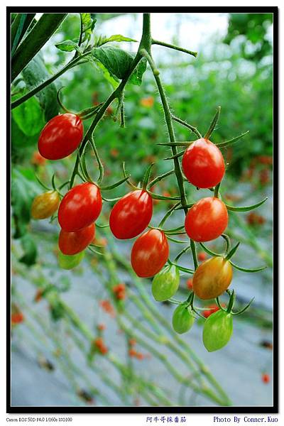 阿牛哥採番茄