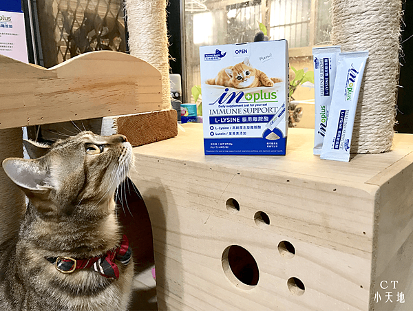 貓咪-營養品-Inplus-左旋-Lysine-離胺酸-必需胺基酸-葉黃素-鰹魚風味-保健食品
