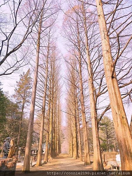 2024首爾自由行5日❷南怡島、小法國村、小義大利村