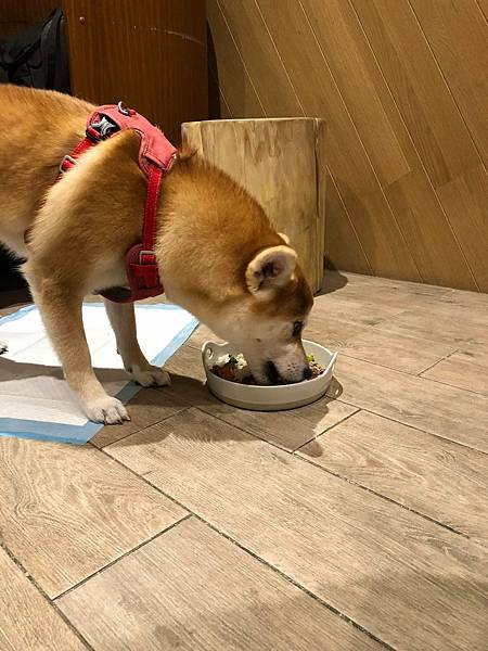 243498380_4258408527547708_3592165853252497045_n.jpg 243498380_4258408527547708_3592165853252497045_n.jpg