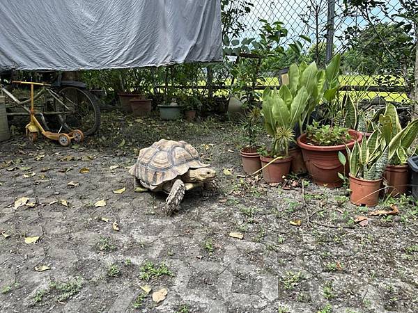 【宜蘭】ㄊㄡㄊㄡ來 有溫度的生活小販所 在復古懷舊童玩中享用 【宜蘭】ㄊㄡㄊㄡ來 有溫度的生活小販所 在復古懷舊童玩中享用