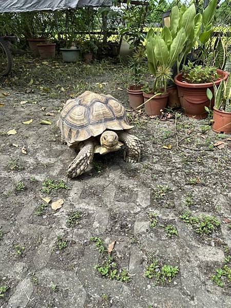 【宜蘭】ㄊㄡㄊㄡ來 有溫度的生活小販所 在復古懷舊童玩中享用 【宜蘭】ㄊㄡㄊㄡ來 有溫度的生活小販所 在復古懷舊童玩中享用