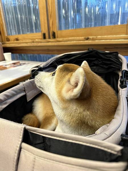 【南投】山上山下 埔里桃米村超高人氣日式咖哩飯