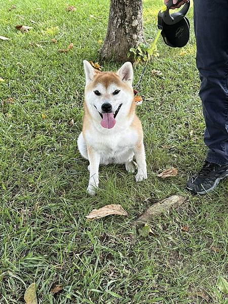 【寵物友善】不定期整理、更新全台寵物友善餐廳，希望能有更多店