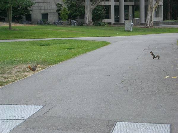 the squirrel in UC berkley