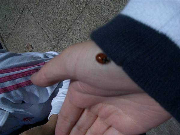 the ladybug~