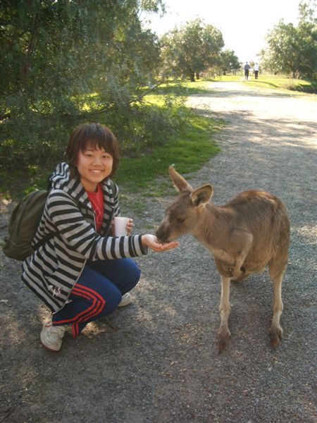 feed the kangaroo!