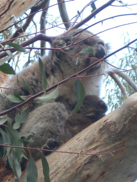 the koala~with a baby!!
