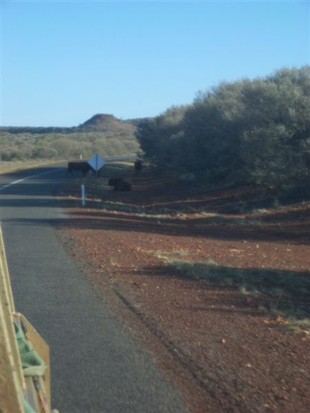 there are cows on the road!!