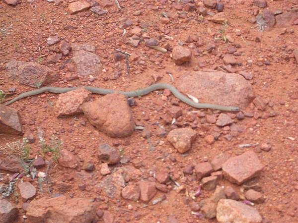 the snake we saw~