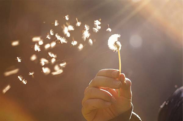 dandelion-698673_960_720.jpg dandelion-698673_960_720.jpg