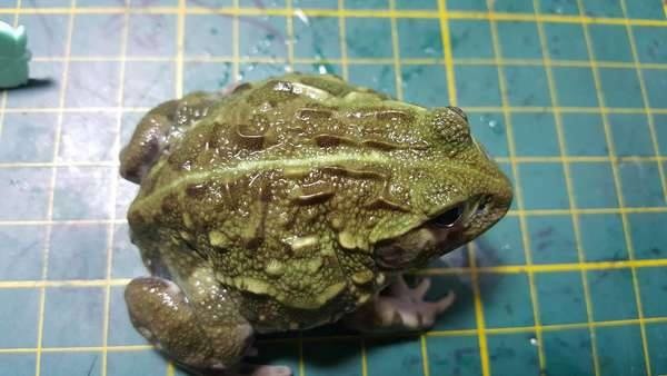 13390754_823726397732520_499205449_n (1).jpg 13390754_823726397732520_499205449_n (1).jpg