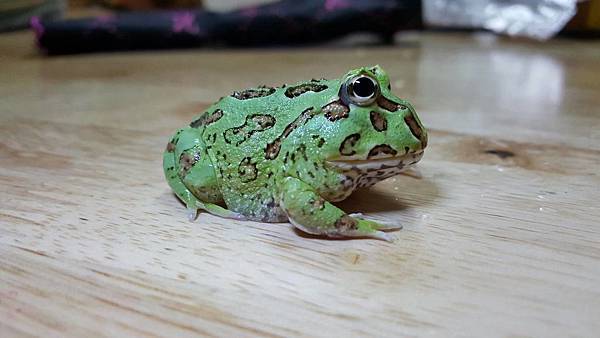 享獸.野性