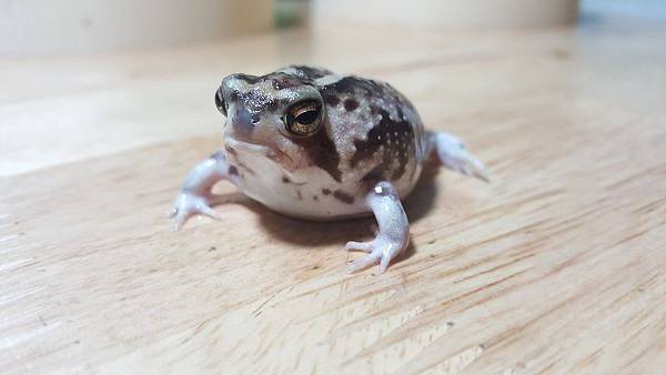 16587309_1645253895777356_1079559405069751789_o.jpg 16587309_1645253895777356_1079559405069751789_o.jpg