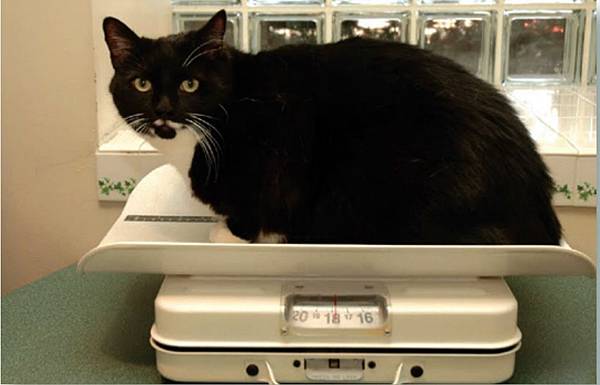 貓咪秤體重