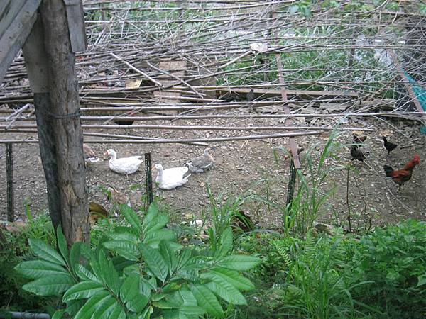 幾乎每一個家戶都會養家畜家禽-狗、貓、雞鴨魚鵝豬