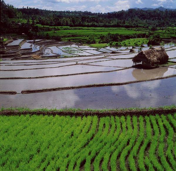 06鄭火楠-田野風光.jpg