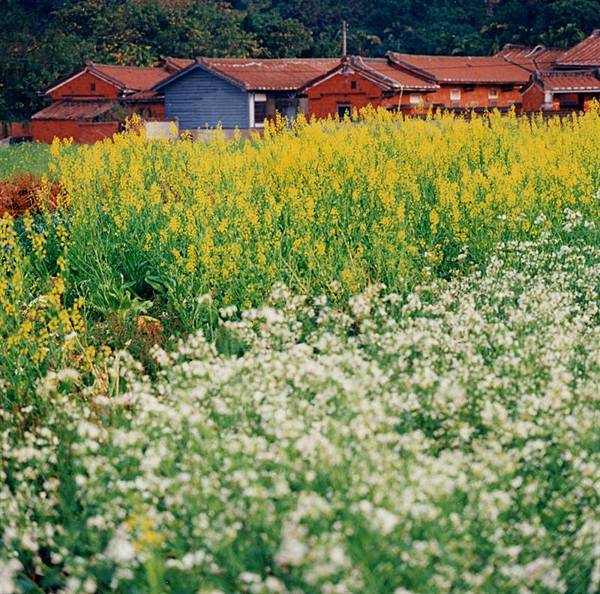 14黃坤讓-油 菜 花.jpg