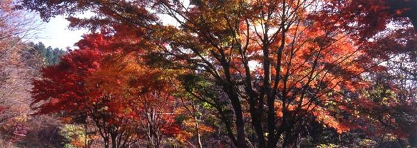 日本.日光.鬼怒川.賞楓攝影旅遊