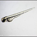 zebrafish embryo 50hpf_01.jpg