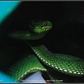 青竹絲 （Chinese Green Tree Viper-2）.jpg