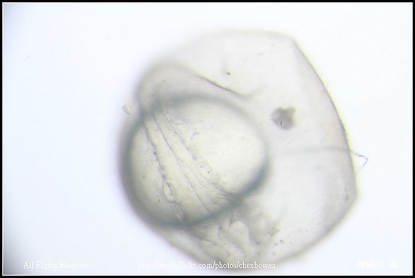 zebrafish embryo primordium_04.jpg