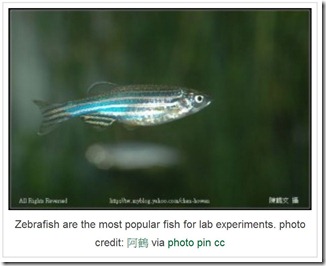 zebrafish