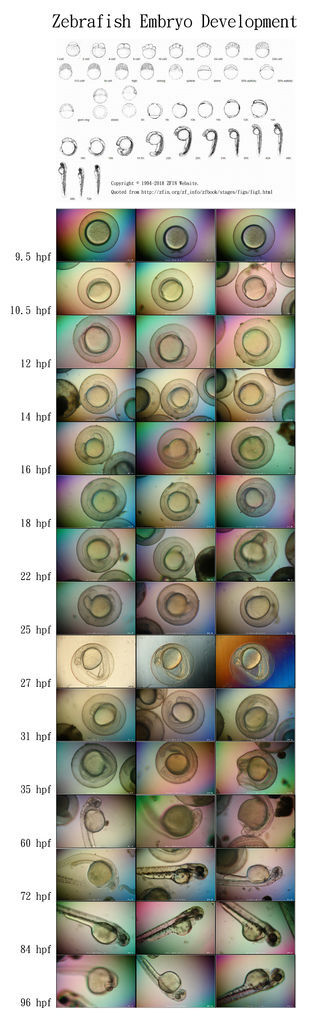 Zebrafish %26; ZFIN %26; Time.jpg