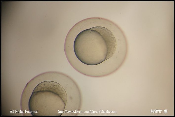 zebrafish embryo 128-1000 cell_01.jpg