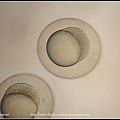 zebrafish embryo 128-1000 cell_01.jpg