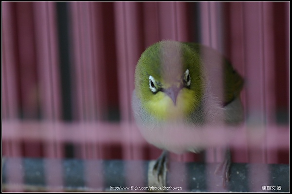 綠繡眼-01 (Japanese White-eye).jpg