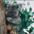 無尾熊-01 Koala.jpg