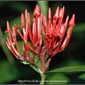 矮仙丹_花朵橫向特寫_植物園_2010.0922-04.jpg