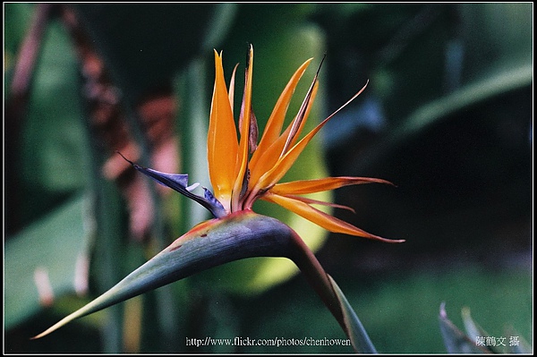 天堂鳥蕉-01 (Bird-of-paradise).jpg