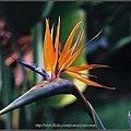 天堂鳥蕉-01 (Bird-of-paradise).jpg