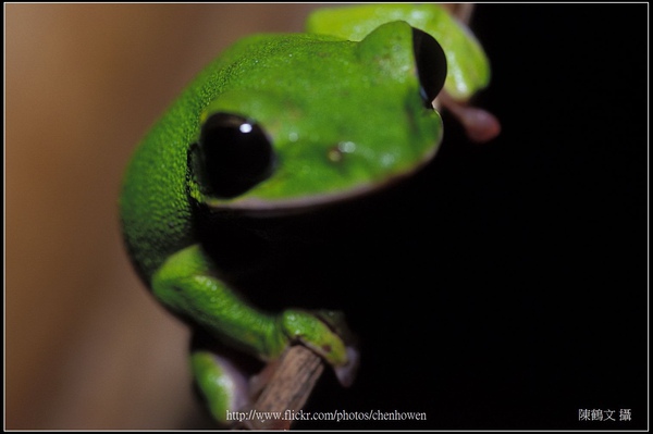 大頭蛙 (諸羅樹蛙-3) (Rhacophorus arvalis).jpg