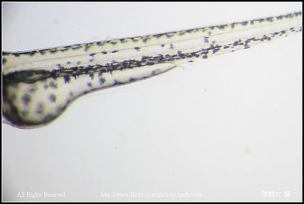 zebrafish embryo 50hpf_02-2 trunk.jpg