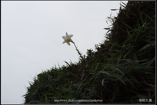 東北角_南亞奇岩區域_景色_11_百合花.jpg