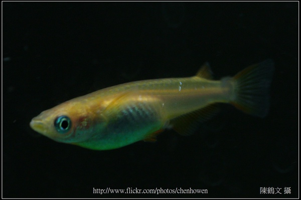 Female medaka -2 (日本青鱂魚) 特寫.jpg