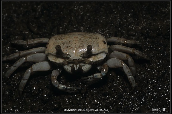 Crab-08.jpg