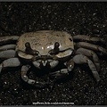 Crab-08.jpg