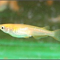 Female medaka -3 (日本青鱂魚).jpg