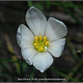 52_石蒜科_蔥蘭_植物園_2010.0922_Sep_52.jpg