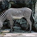 斑馬 Zebra.jpg