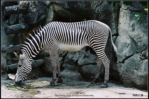 斑馬 Zebra.jpg